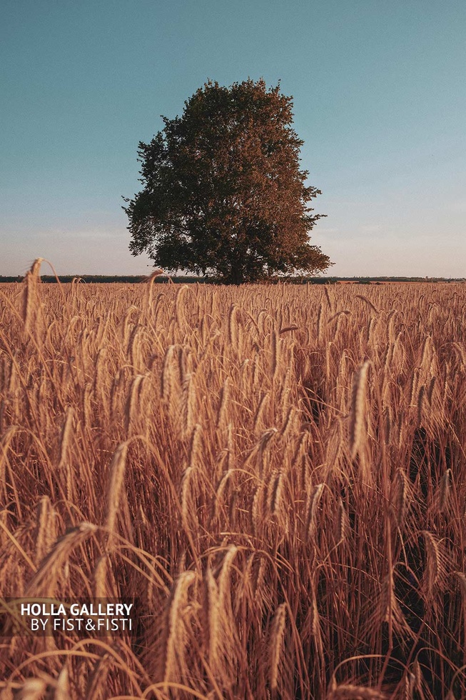 Дерево посреди поля пшеницы. Провинция, Россия