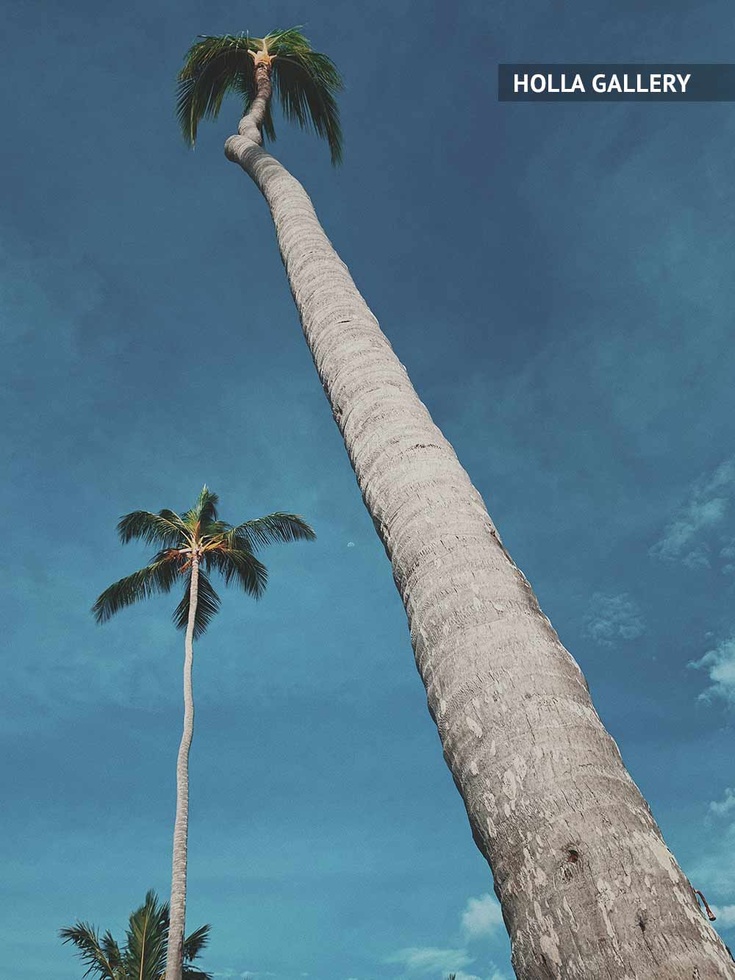 Большая пальма в Доминикане