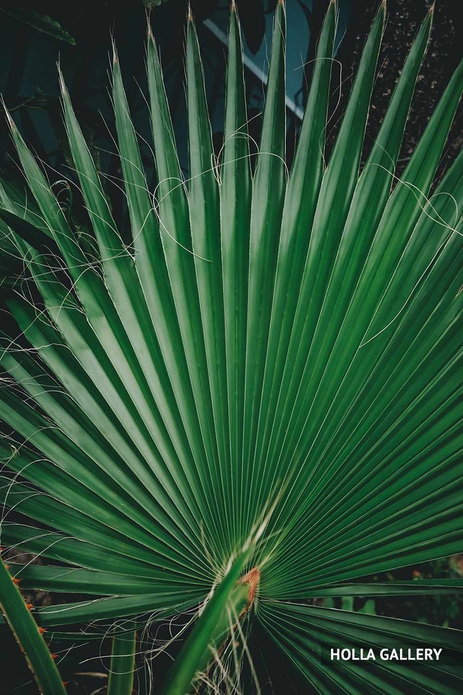 Пальмовые листья на земле
