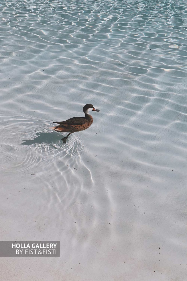 Утка в прозрачной воде океана с белоснежным пляжем. Фото для декора