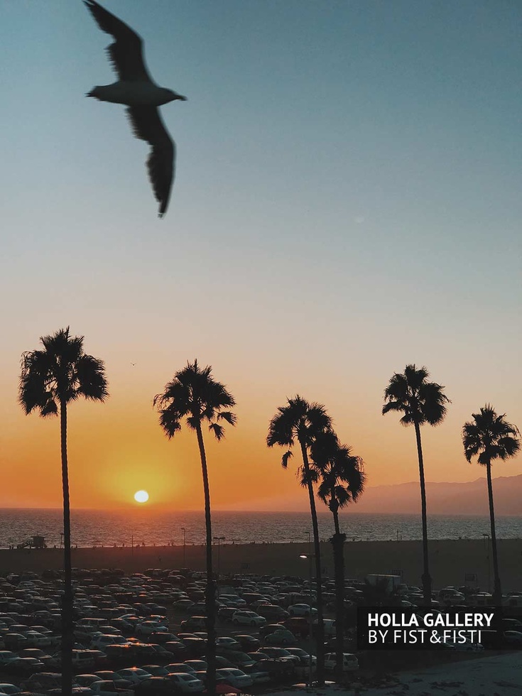 Чайка на фоне пальм и заката на Santa Monica beach