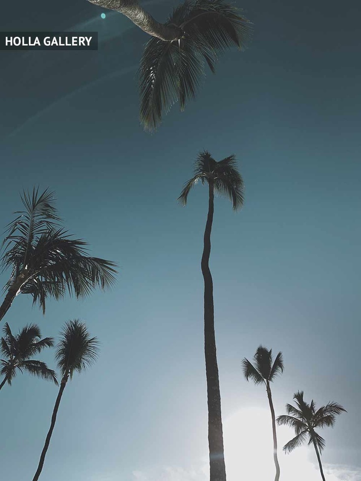 Высокие пальмы в Доминикане