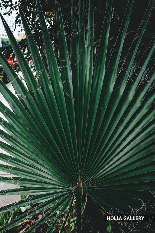 Пальмовые листья крупным планом