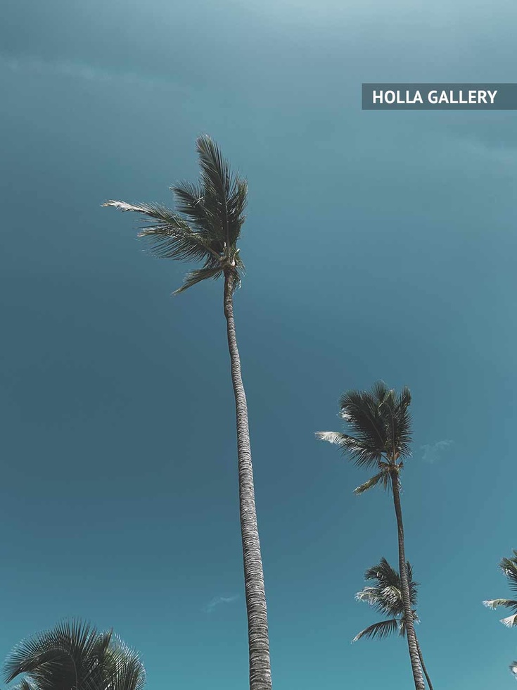Пальмы на фоне неба в Доминикане