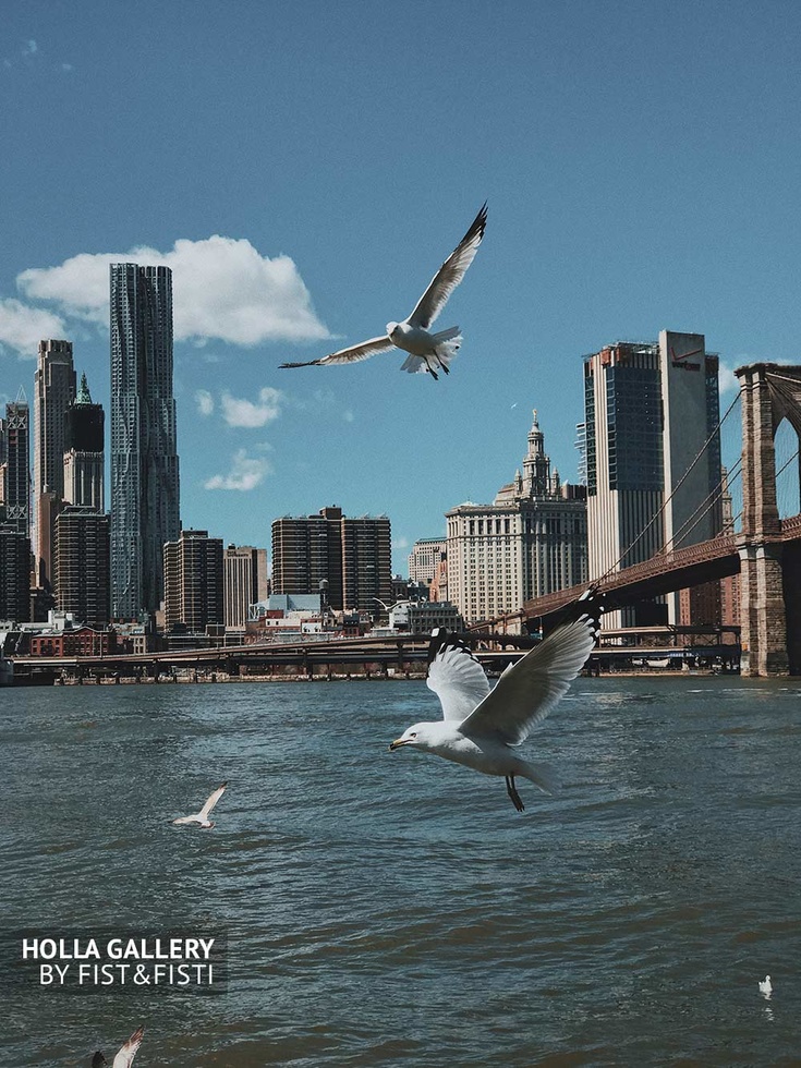 Чайки над Ист-Ривер в Нью-Йорке и вид на Манхэттенский мост. Фотография для интерьера