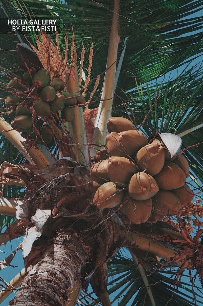 Кокосовая пальма Доминиканской республики. Фото для декора интерьера