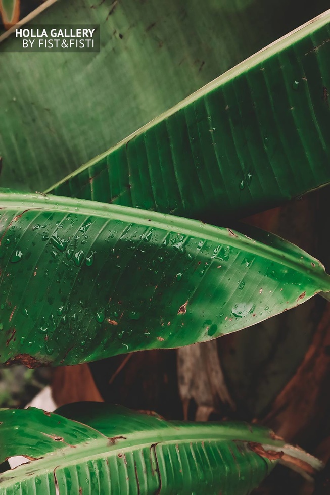 Пальмовый лист с каплями после дождя. 