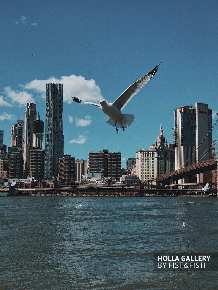 Чайка, Нью-Йорк, река, панорама