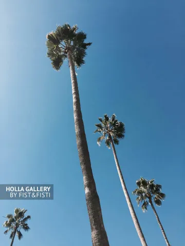 Пальмы на Venice Beach, небо Калифорнии
