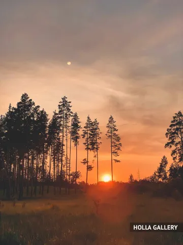 «ЛЕС 4» — фотокартина HOLLA GALLERY