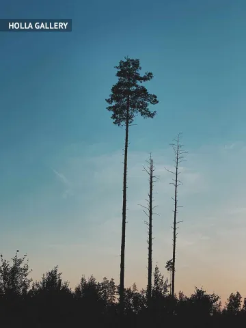 «ЛЕС 3» — фотокартина HOLLA GALLERY