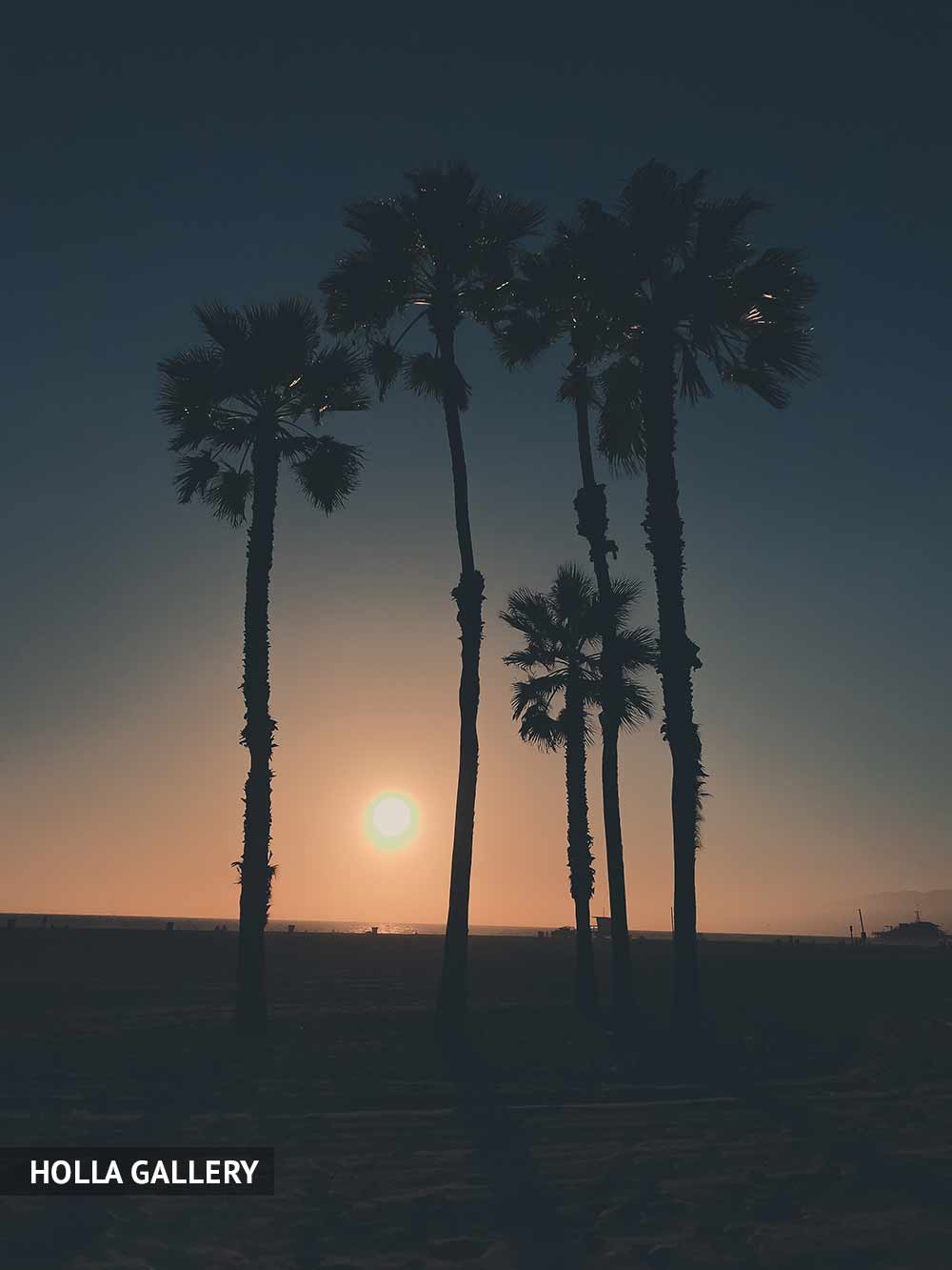 Высокие пальмы на берегу на закате