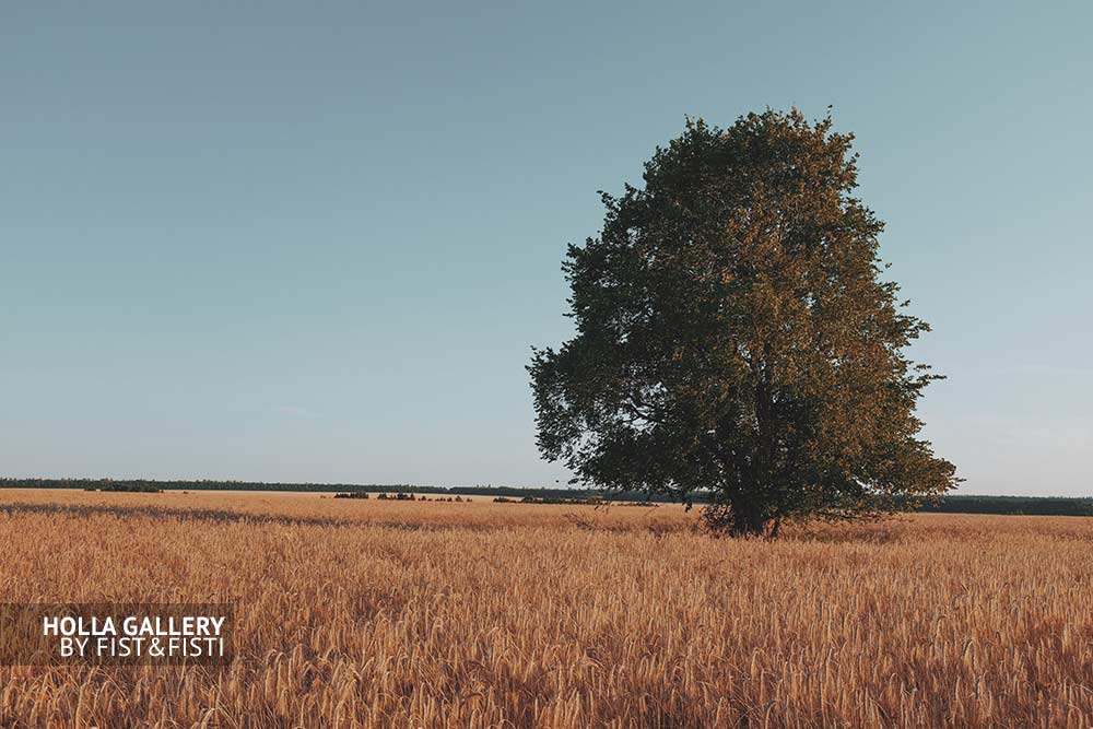Одинокое дерево в поле, постер для интерьера, фото картина