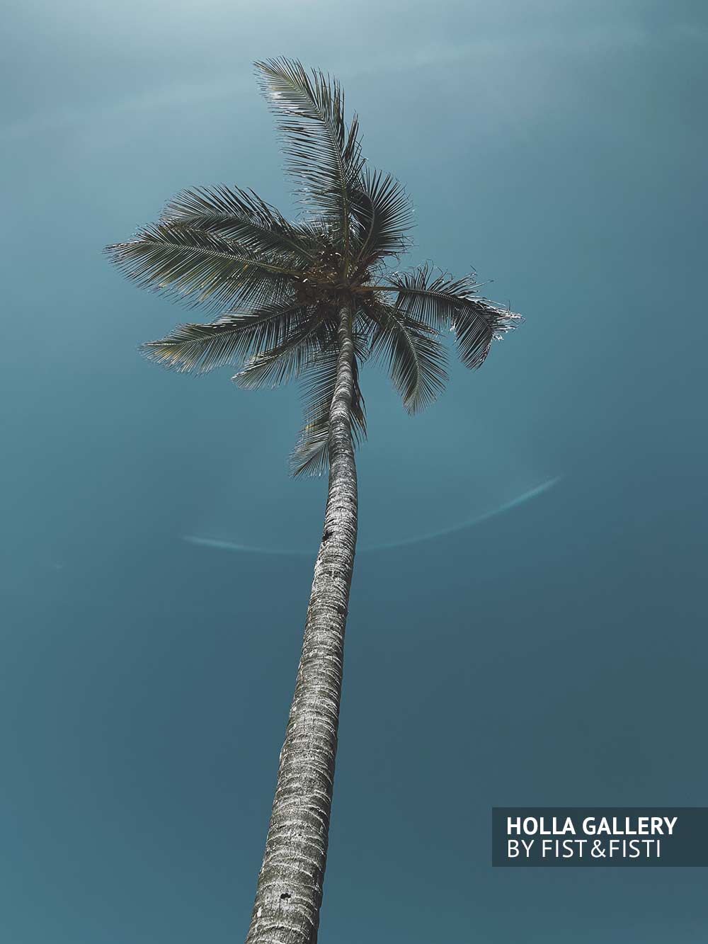 Пальма на фоне чистого неба в Доминикане. Плакат на стену