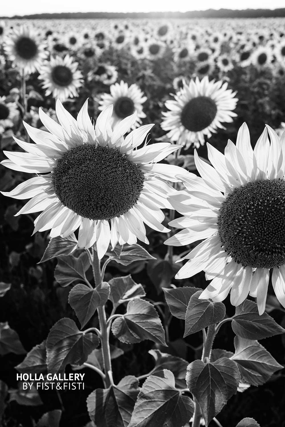 Подсолнухи на солнце, черно-белая фотография